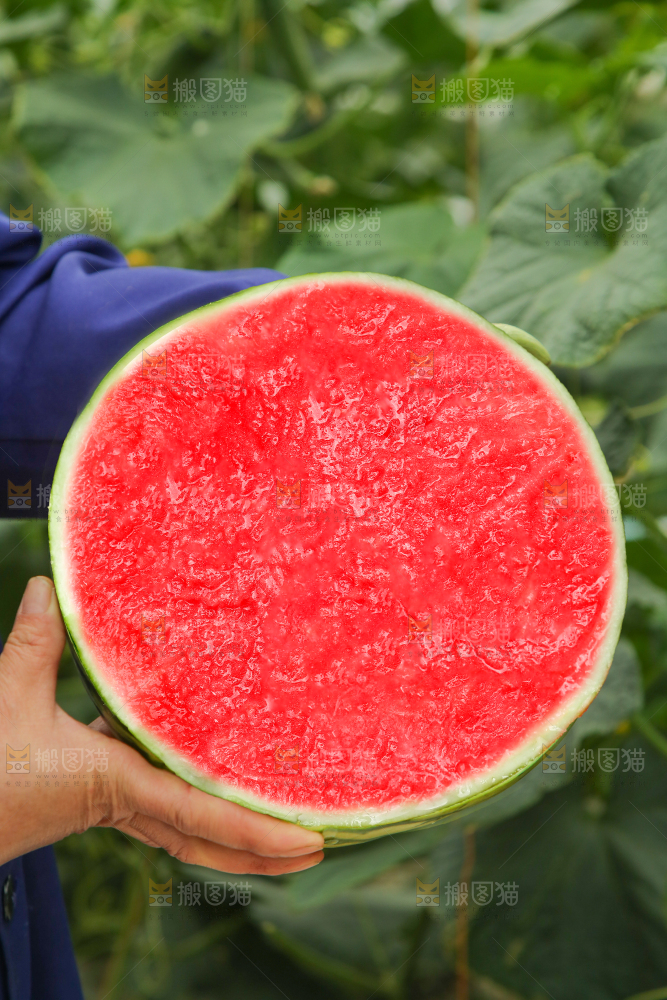 木底上的麒麟瓜