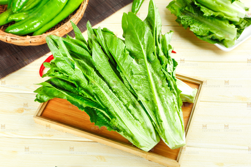 浅底上的油麦菜