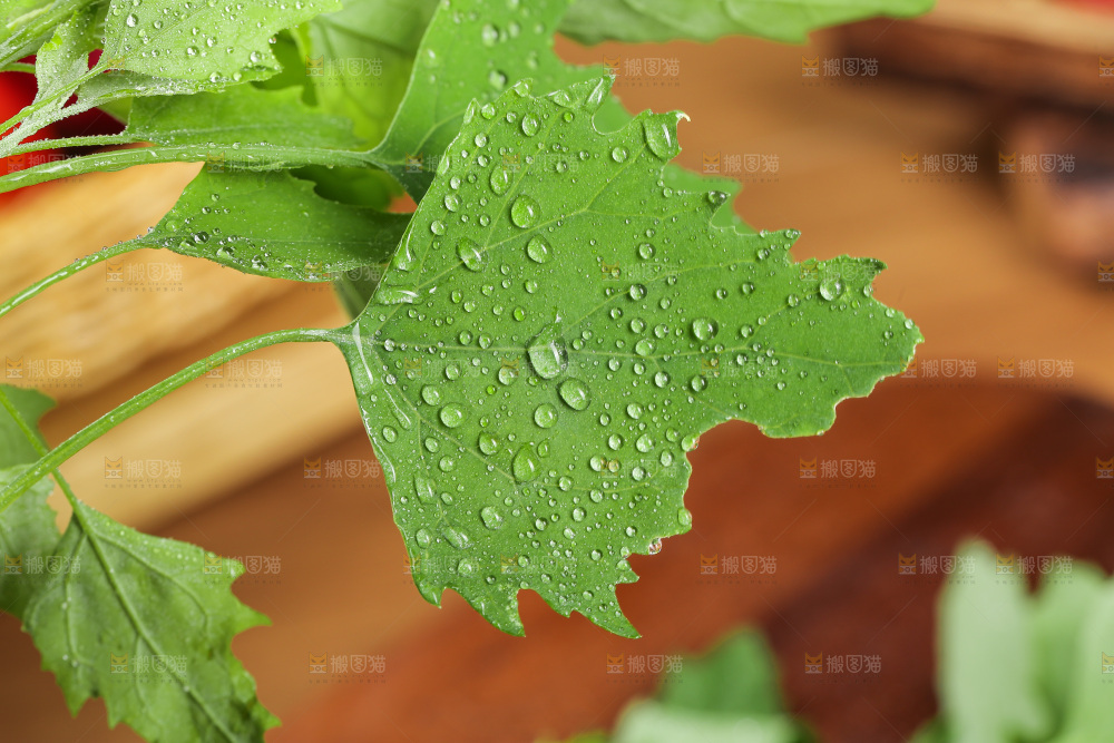 木底上的新鲜灰灰菜