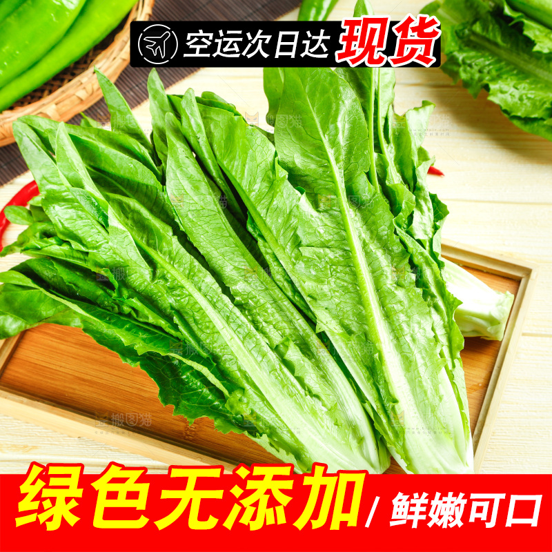 浅底上的油麦菜