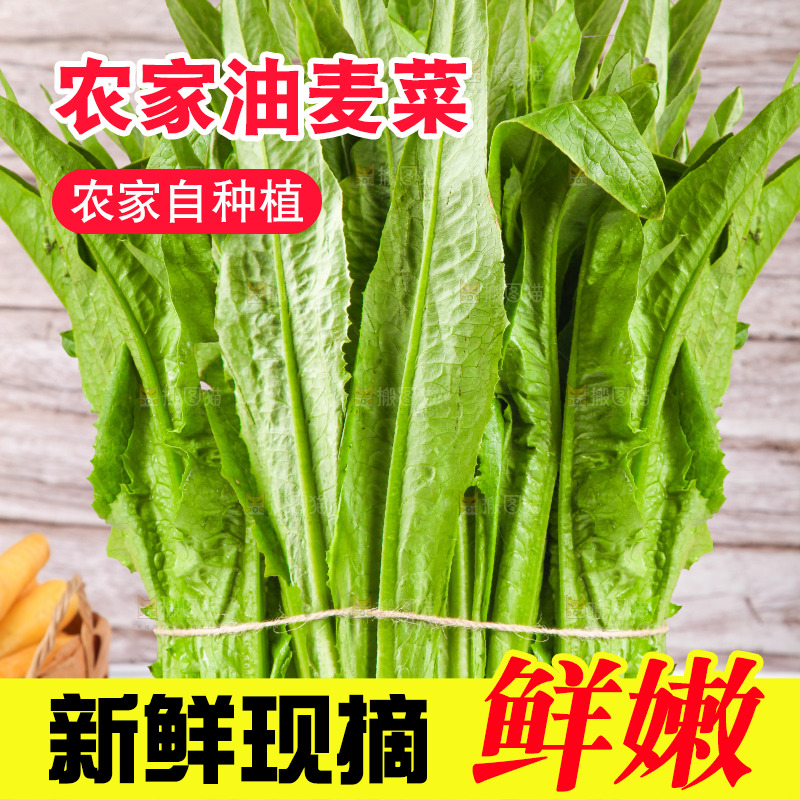 浅底上的油麦菜