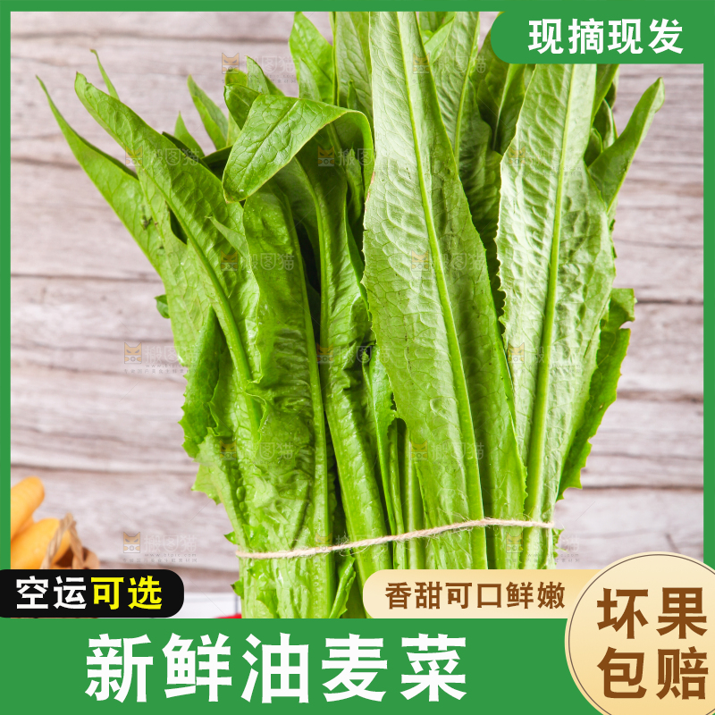 浅底上的油麦菜