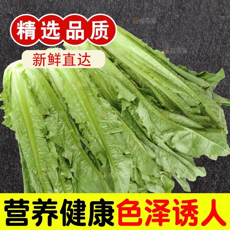 黑底上的油麦菜