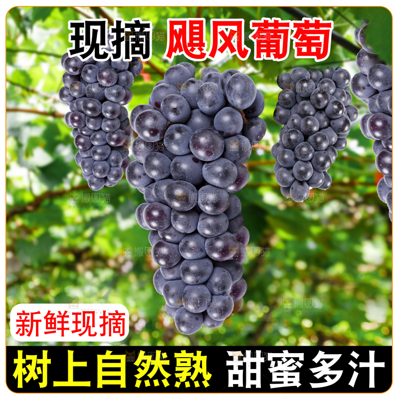 巨峰葡萄主图