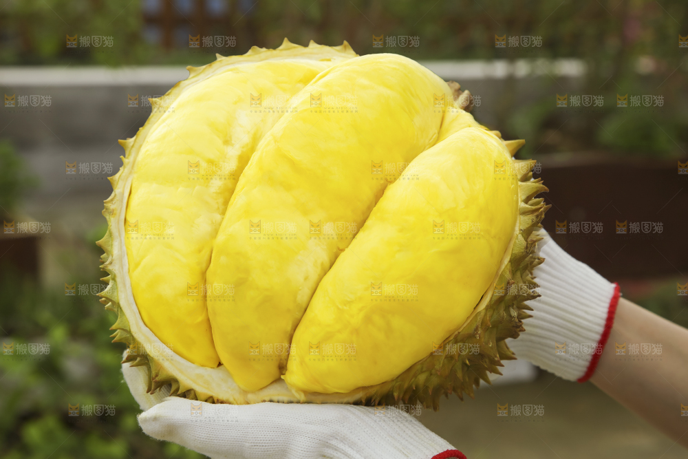 深底上的泰国榴莲