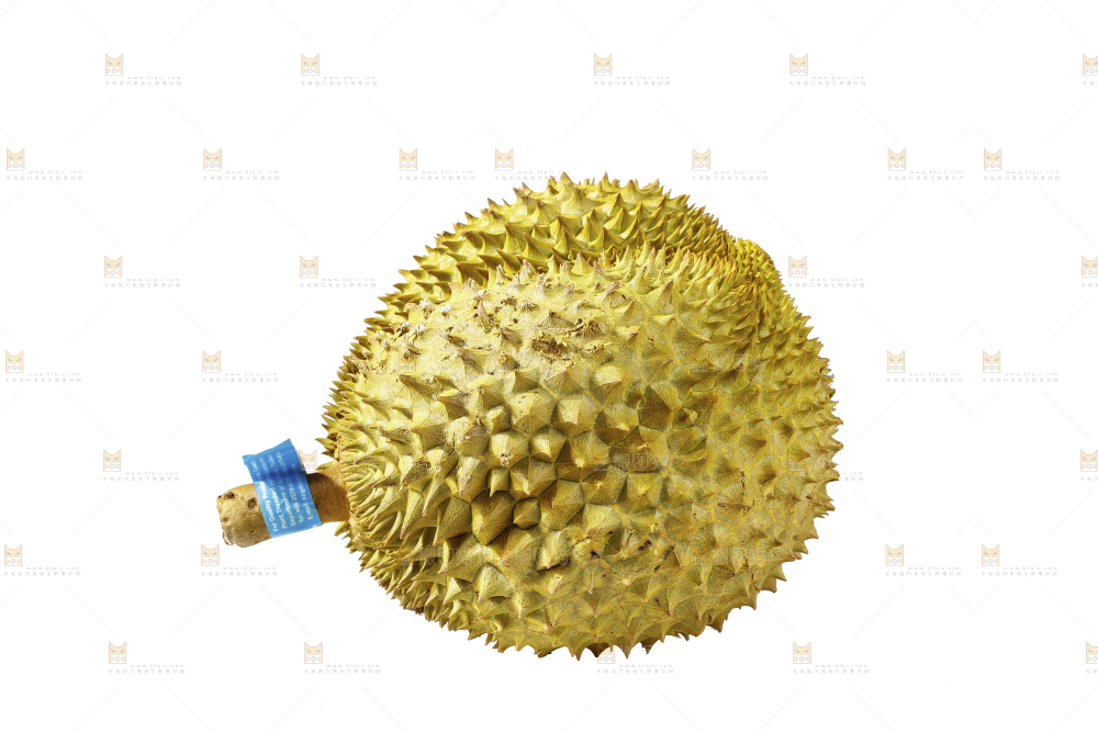 白底上的金枕榴莲