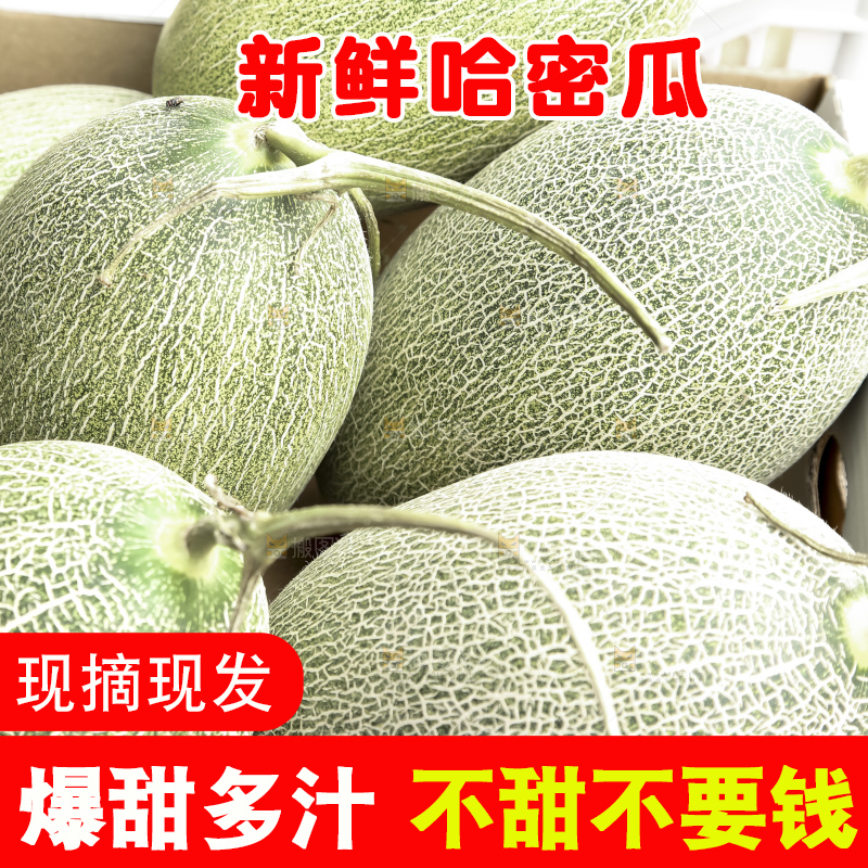 哈密瓜主图