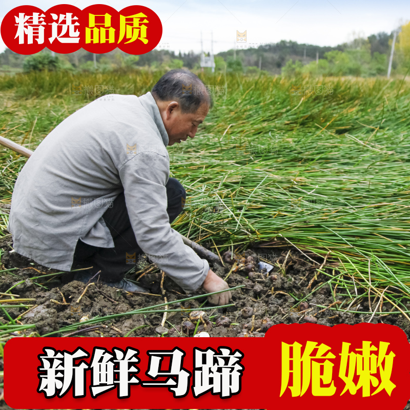 正在现挖马蹄