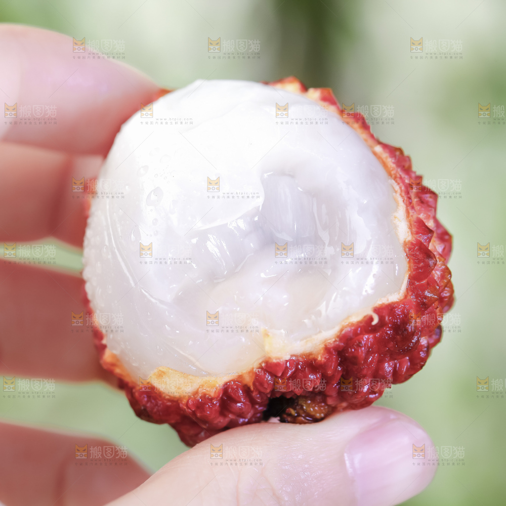浅底上的仙进奉荔枝