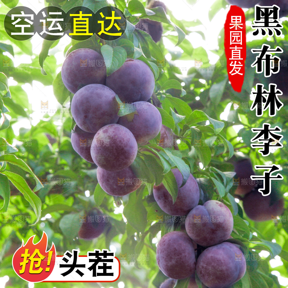 黑布林主图