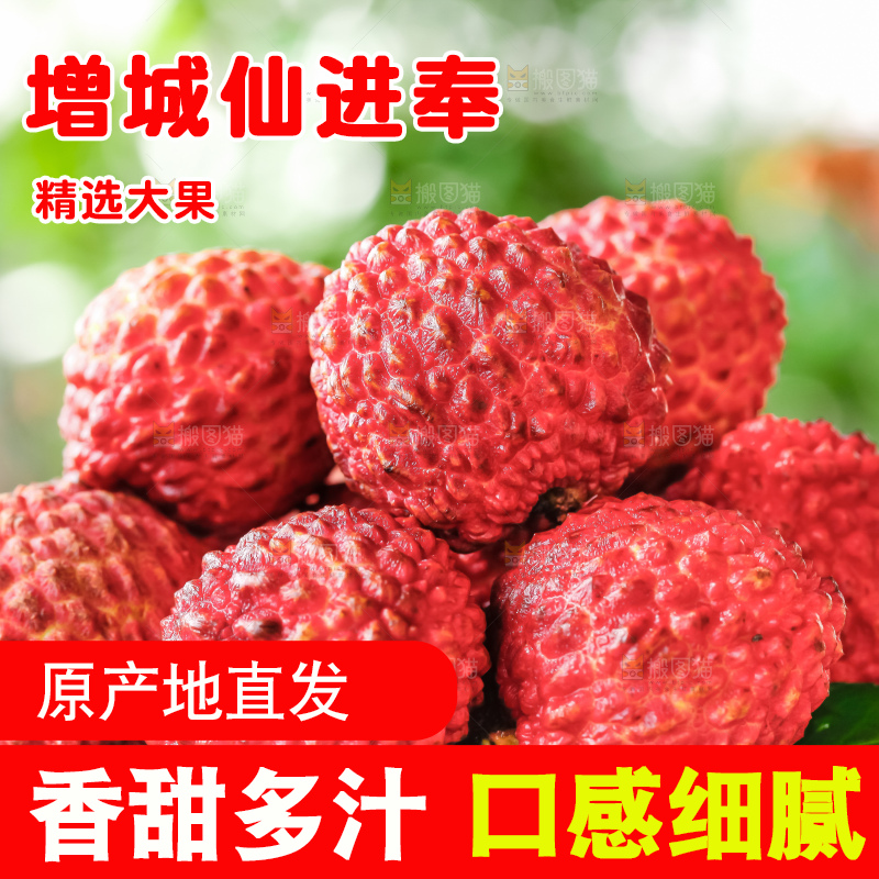 浅底上的仙进奉荔枝