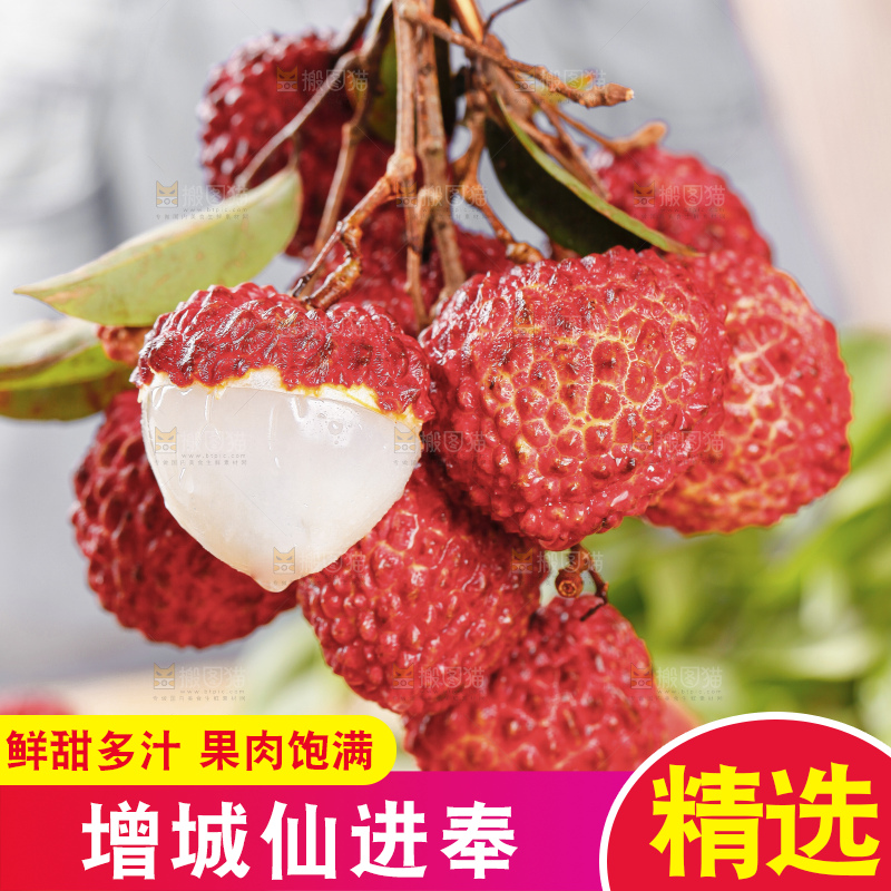 浅底上的仙进奉荔枝
