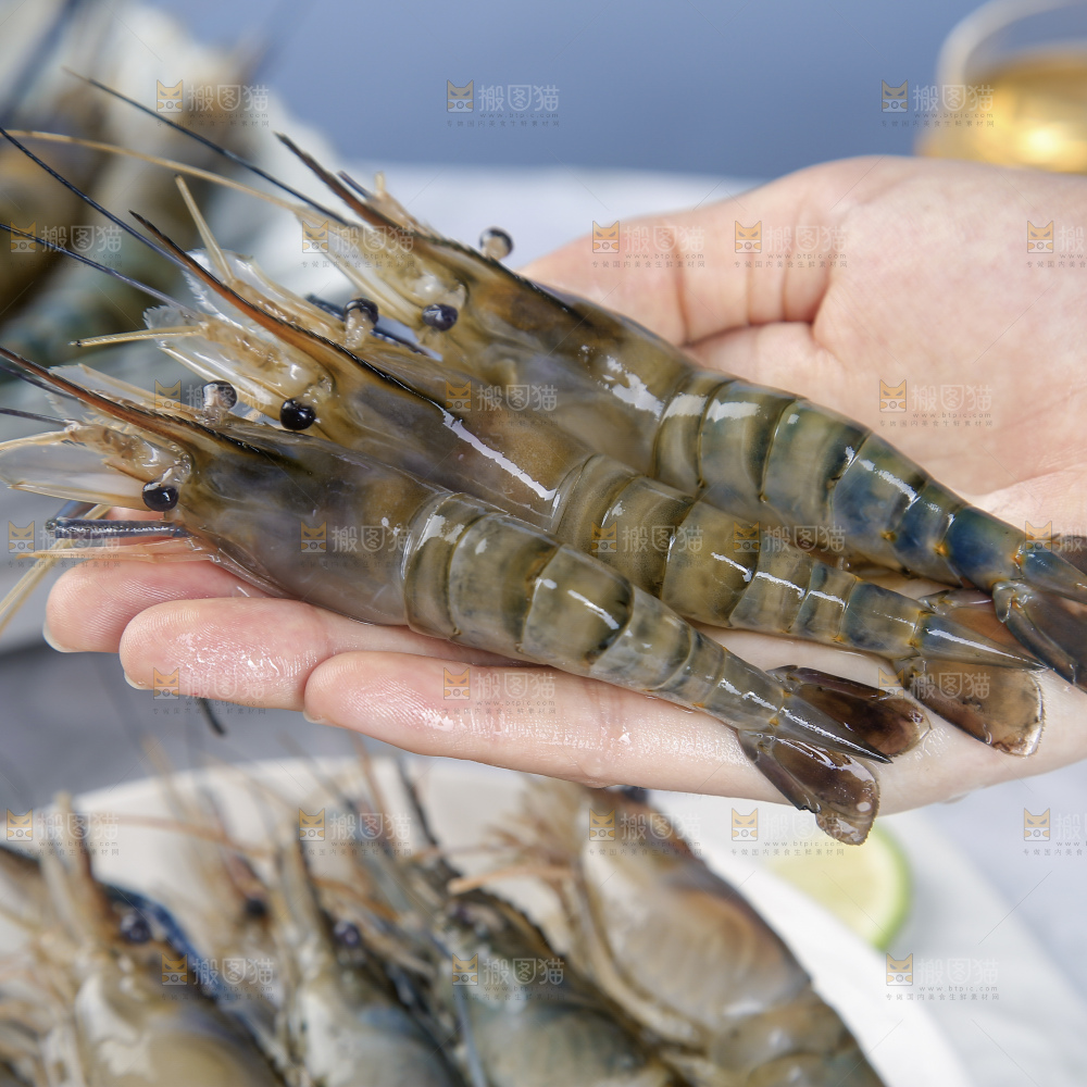 浅底上的罗氏虾