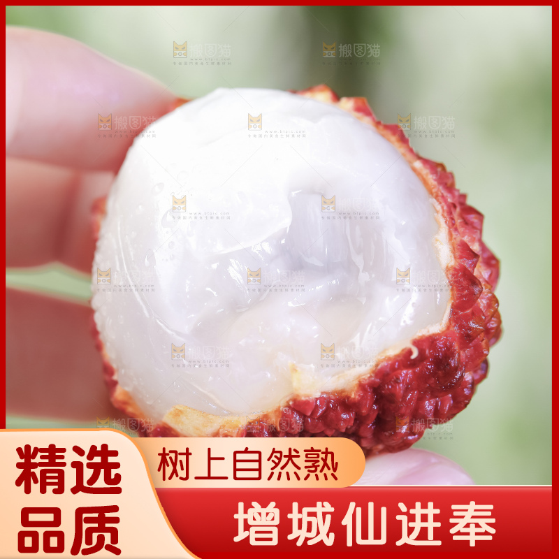 浅底上的仙进奉荔枝