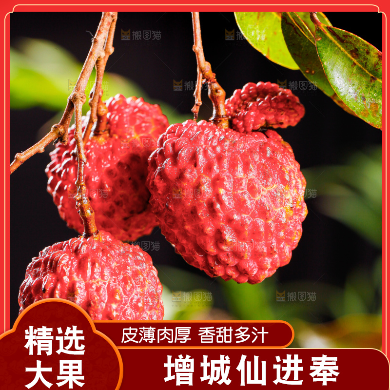 浅底上的仙进奉荔枝