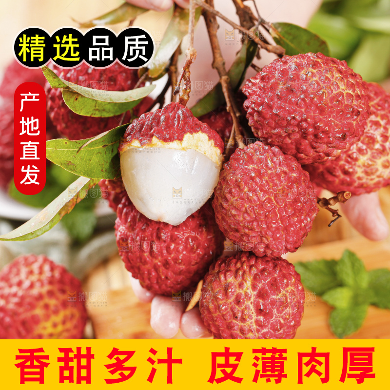 浅底上的仙进奉荔枝