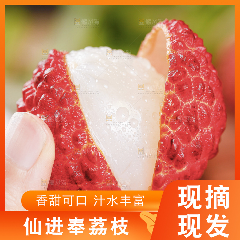 浅底上的仙进奉荔枝
