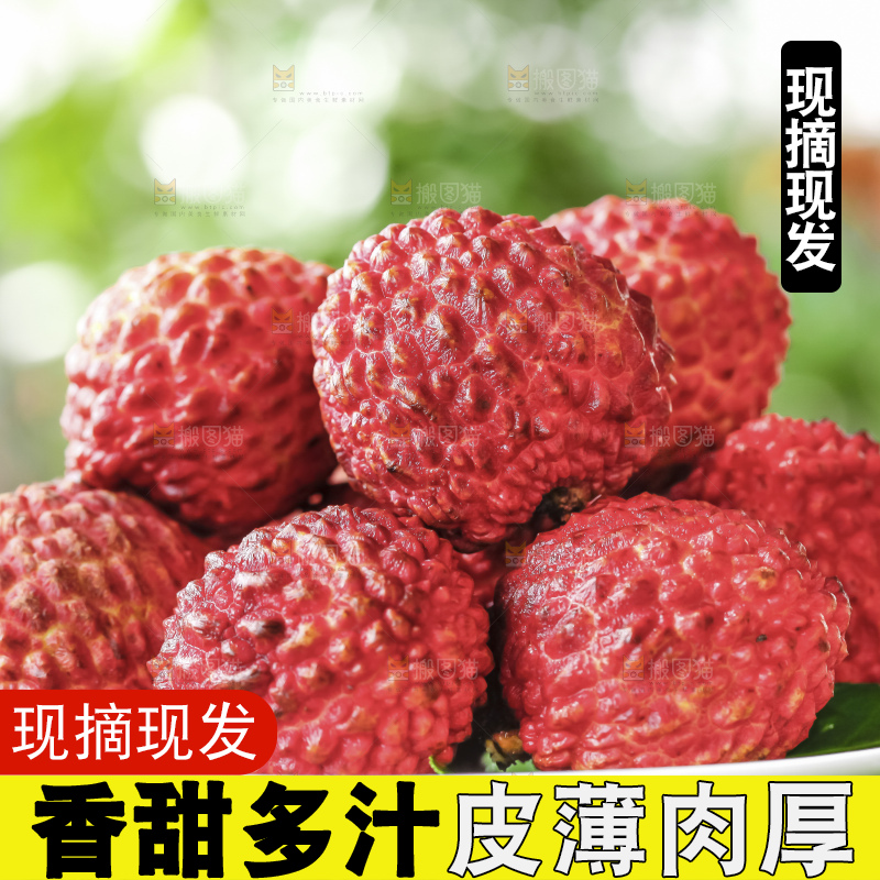 浅底上的仙进奉荔枝