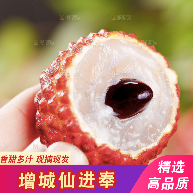 浅底上的仙进奉荔枝