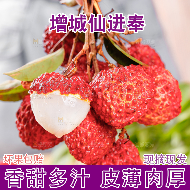 浅底上的仙进奉荔枝