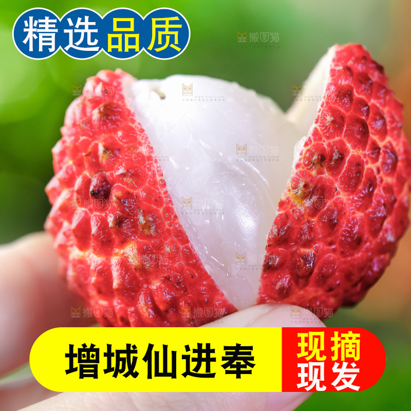 浅底上的仙进奉荔枝