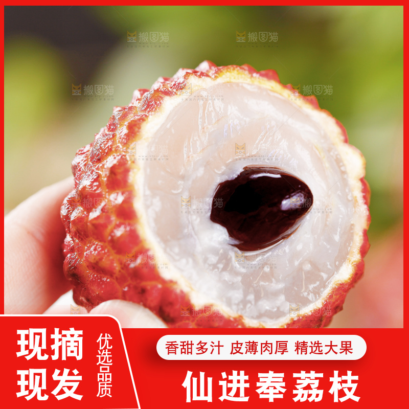 浅底上的仙进奉荔枝