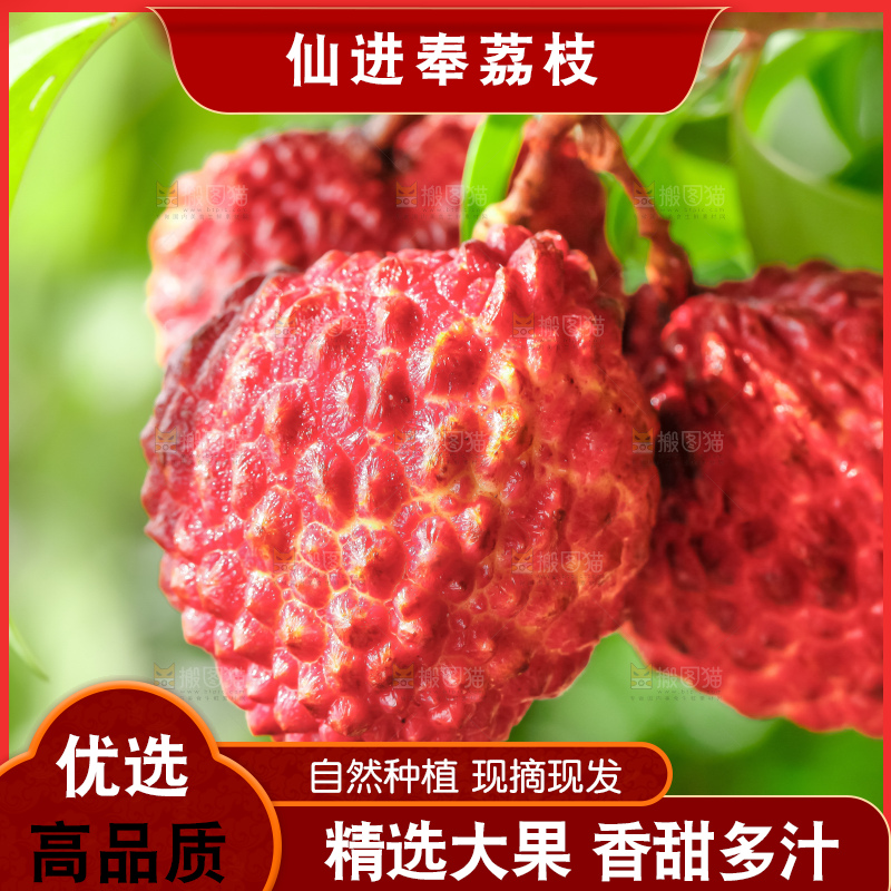浅底上的仙进奉荔枝