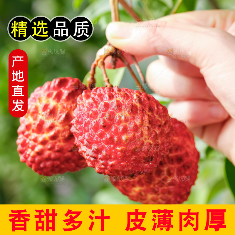 浅底上的仙进奉荔枝