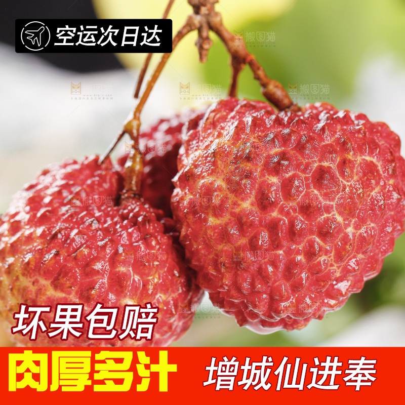 浅底上的仙进奉荔枝