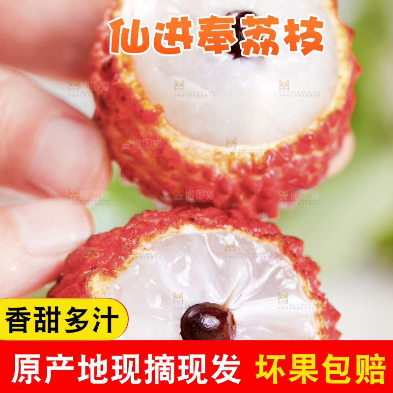 浅底上的仙进奉荔枝