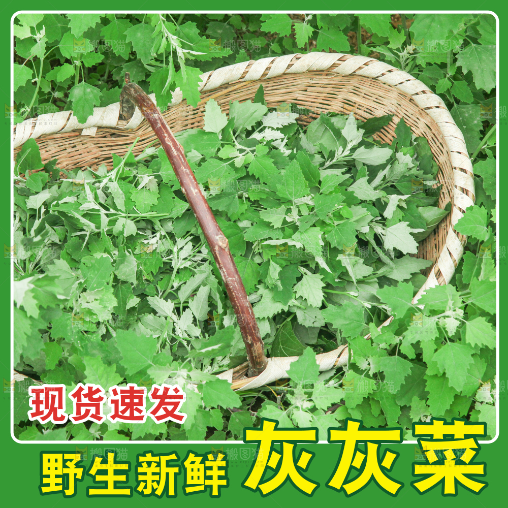 灰灰菜主图