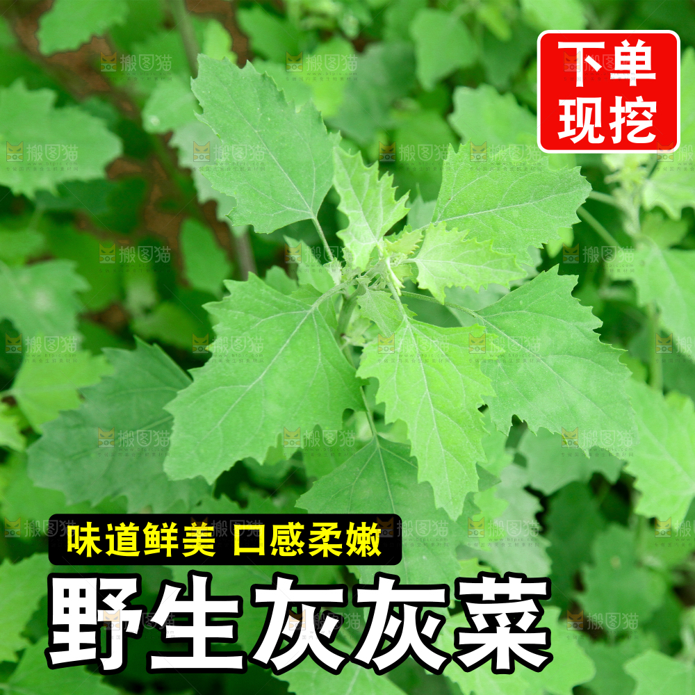 灰灰菜主图