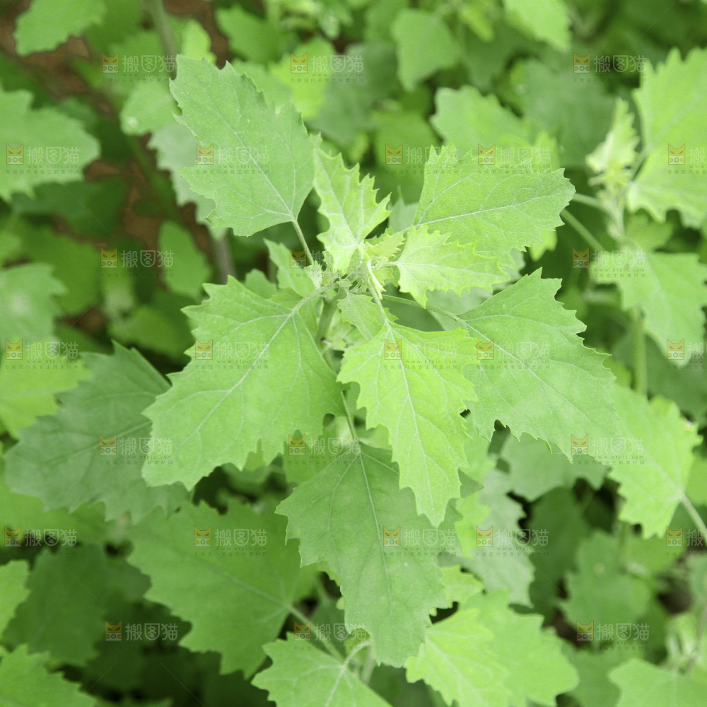 新鲜现摘灰灰菜