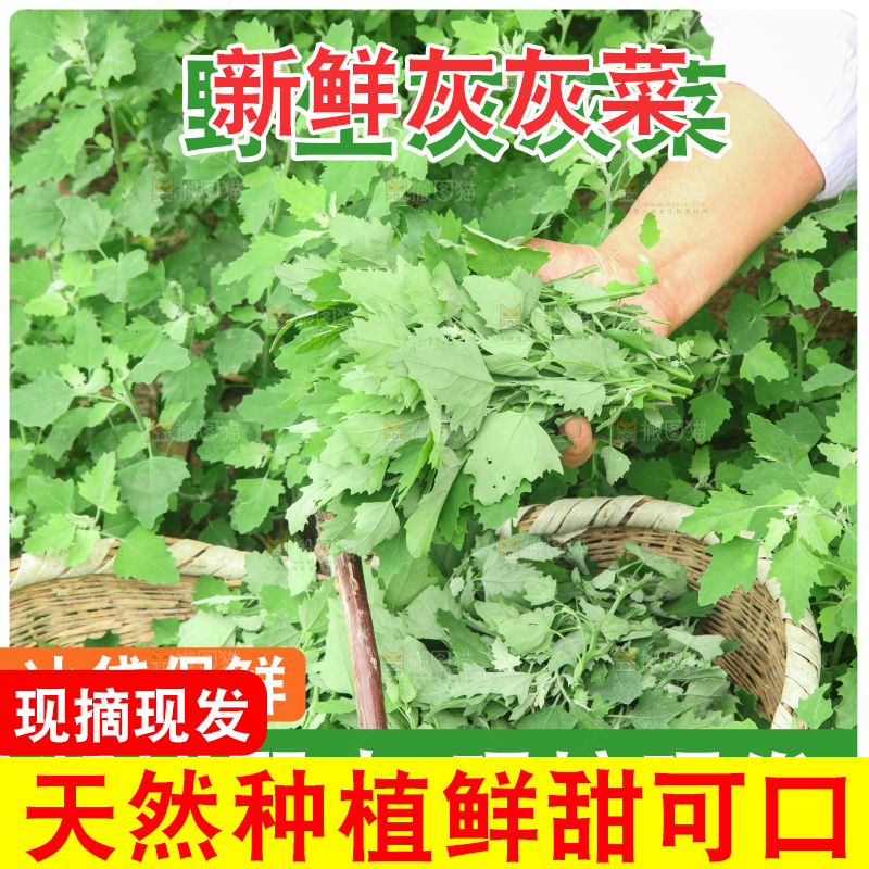 灰灰菜主图