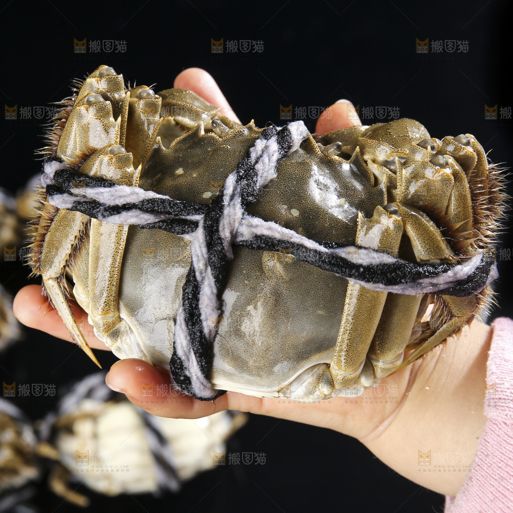 摆放整齐的大闸蟹