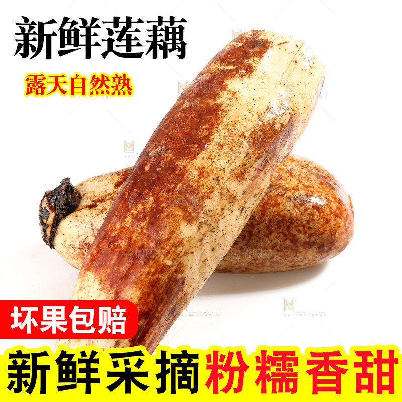 白底上的洪湖粉藕