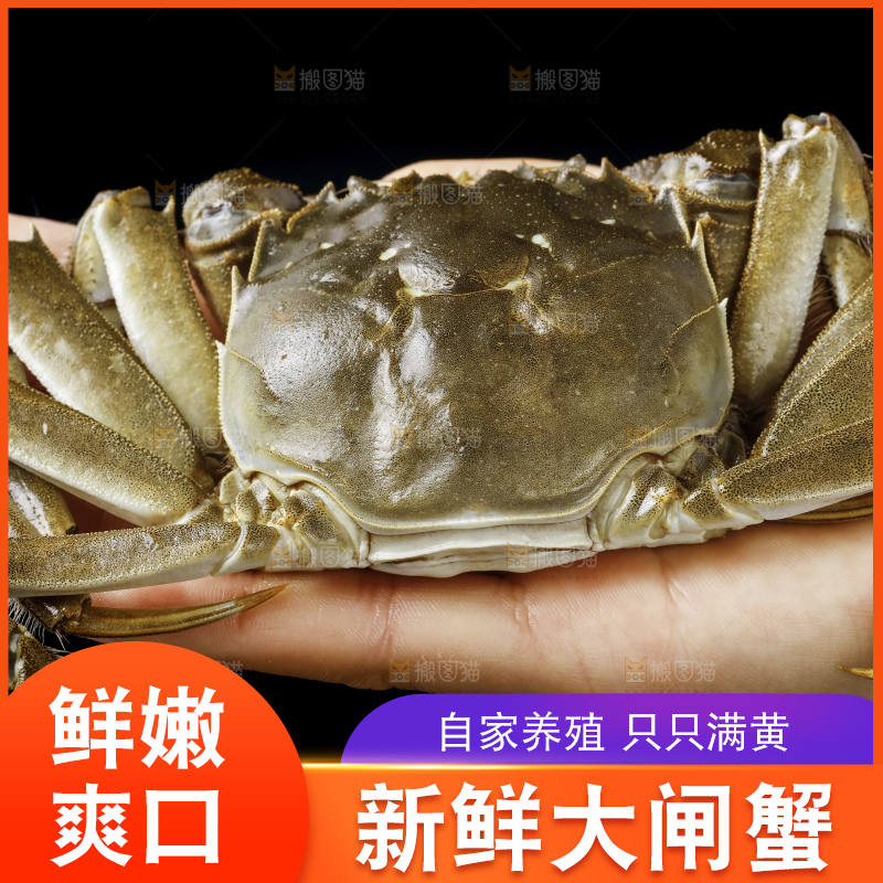 阳澄湖大闸蟹