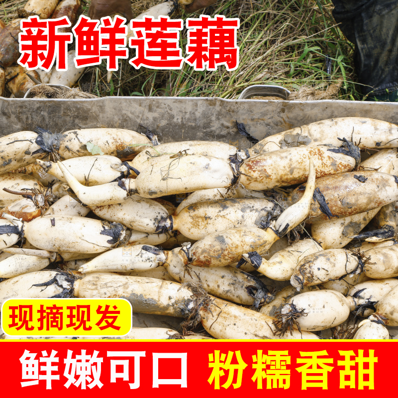 地上放着现挖莲藕