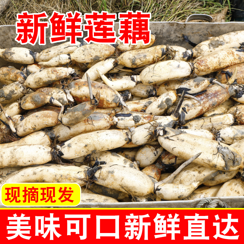 地上放着现挖莲藕