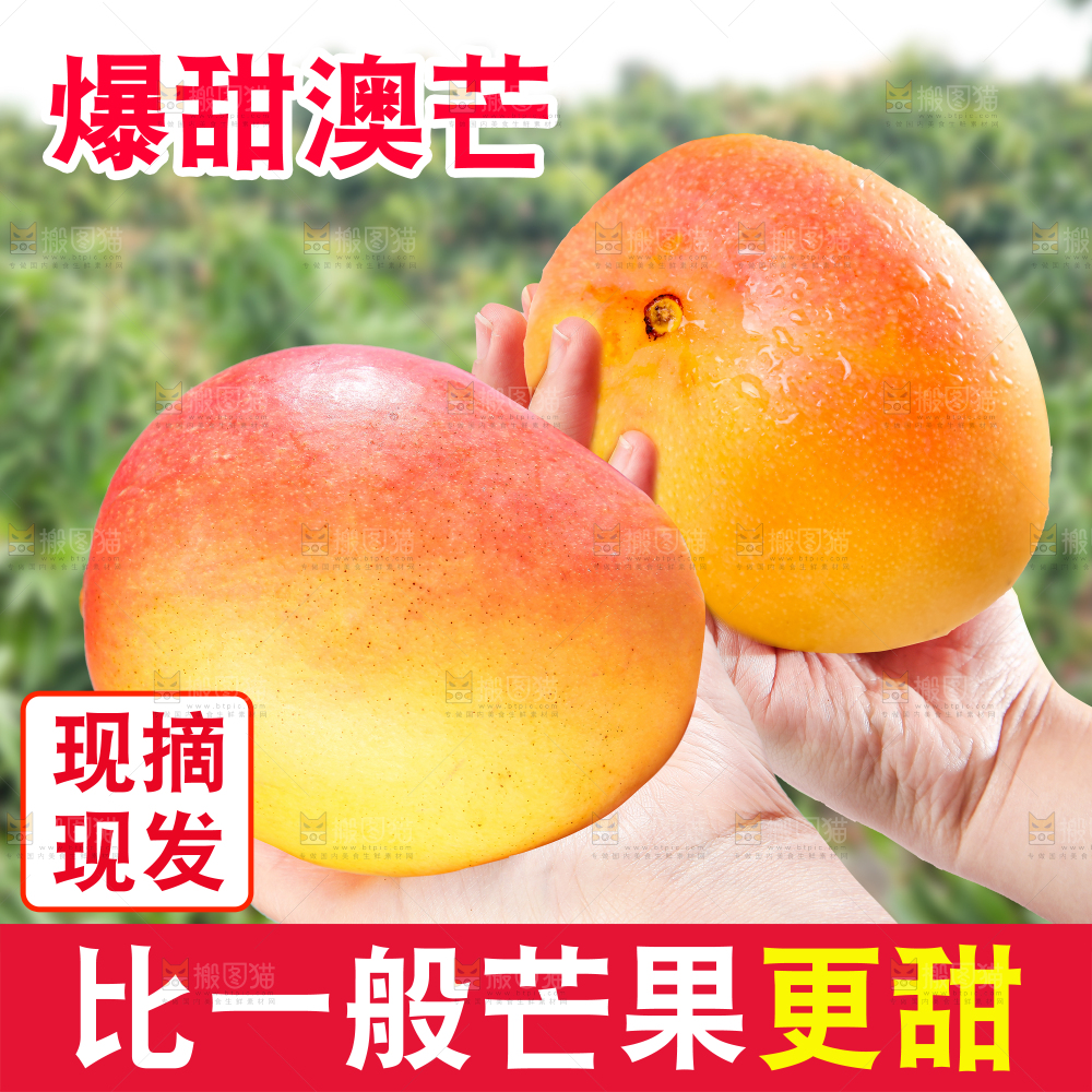 黄金澳芒主图