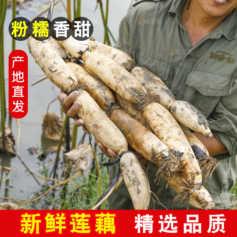 手里拿着新鲜莲藕
