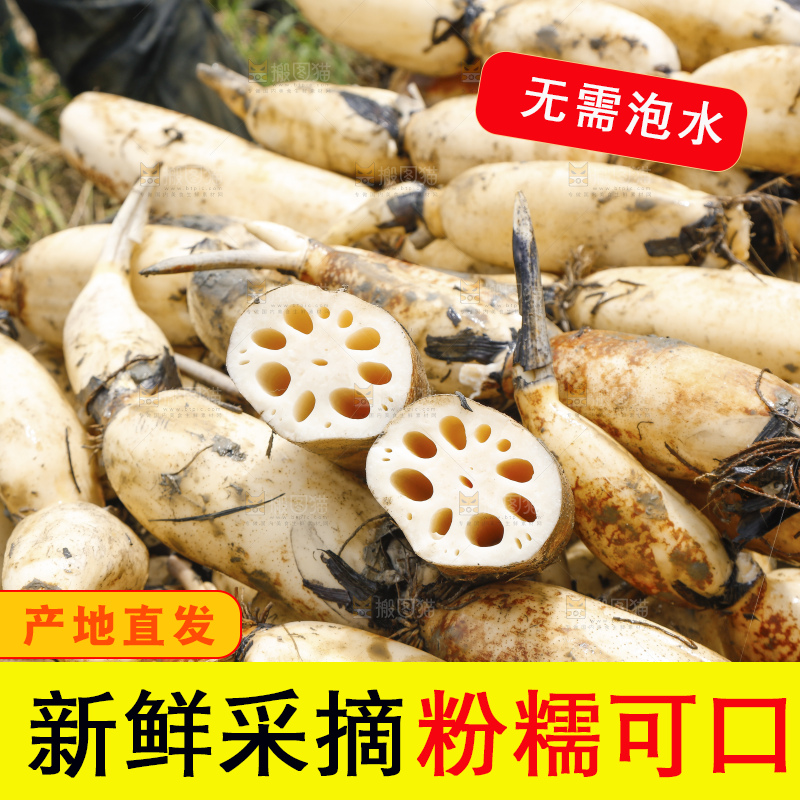 地上放着现挖莲藕