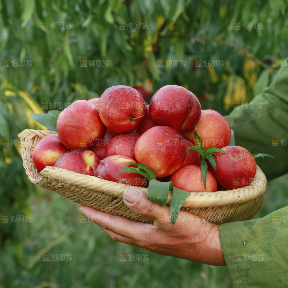 木底上的黄心油桃