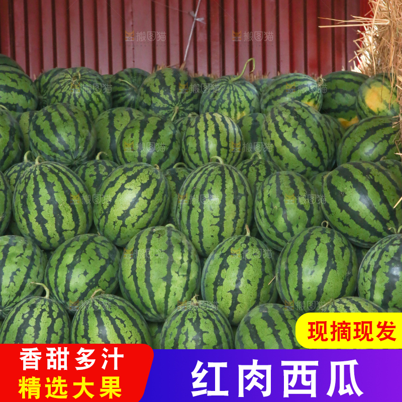 堆放着的冰糖麒麟瓜