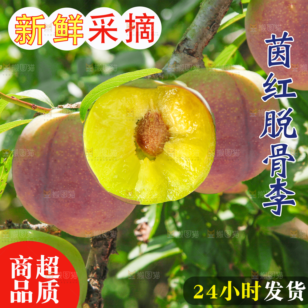茵红脱骨李主图