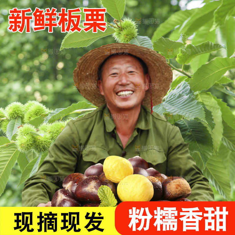 手里拿着新鲜板栗