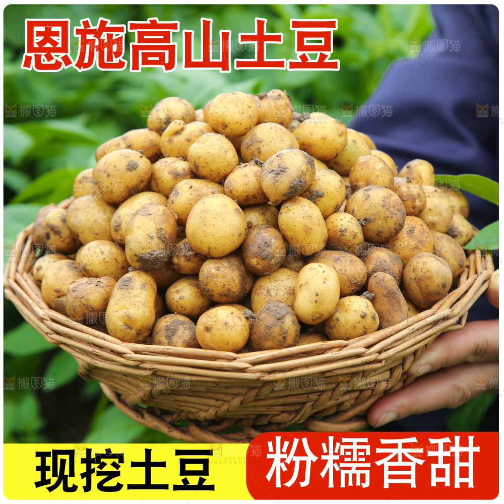 新鲜小土豆主图