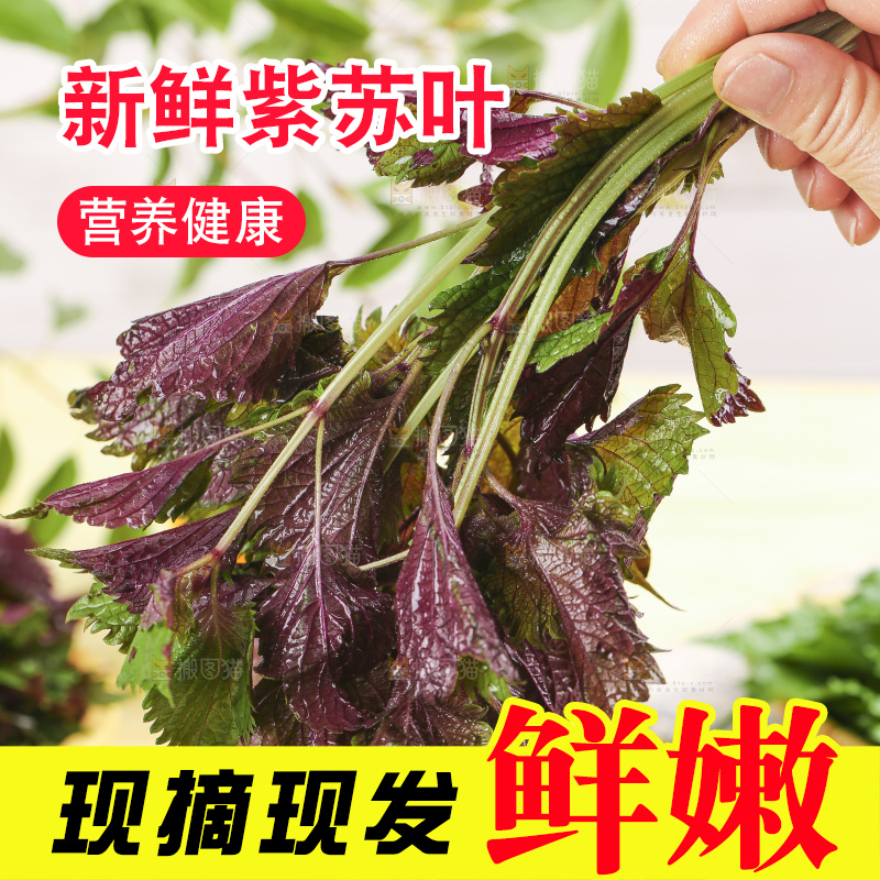 浅底上的紫苏叶