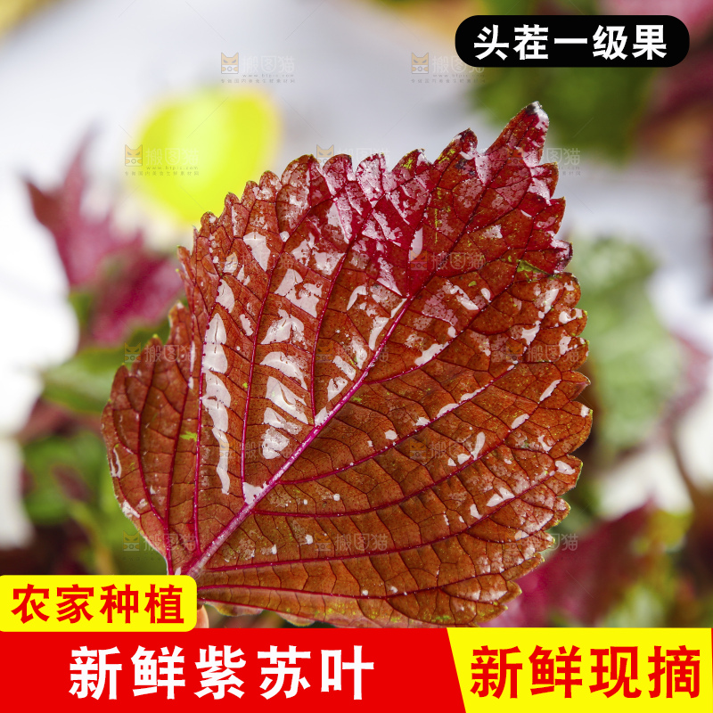 浅底上的紫苏叶