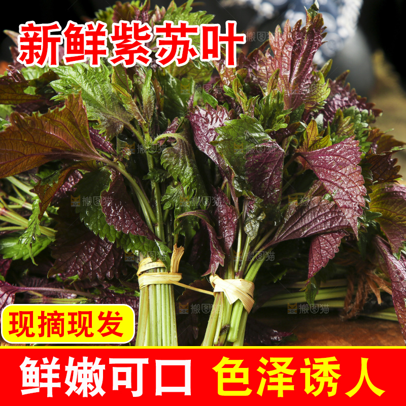 浅底上的紫苏叶